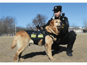  北京:佩戴VR“天眼”警犬亮相 可回传现场全景画面(图)