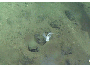  “蛟龙”号深潜马里亚纳海沟6699米 近距离拍摄狮子鱼深渊游弋珍贵影像