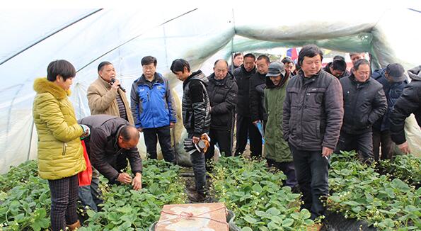  中化化肥套餐+技术精准扶贫助长丰贫困户种草莓致富